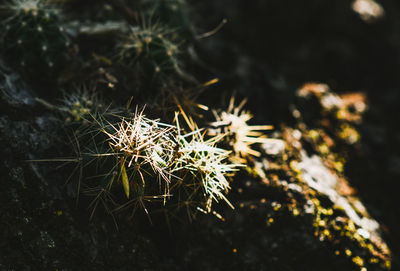 High angle view of flowering plant on land