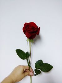 Close-up of hand holding rose against white background