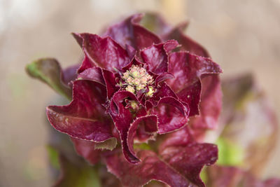Detail of purple lettuce flower in the organic garden