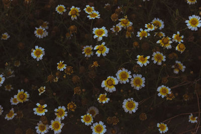 High angle view of flowering plants on land