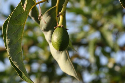 Low angle view of fruit growing on tree