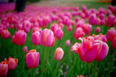 Close-up of pink tulips on field