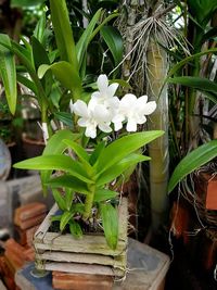 Close-up of white flowers blooming outdoors