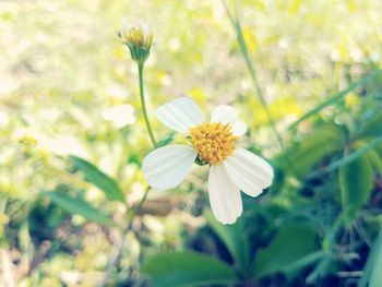 Close-up of white flowering plant
