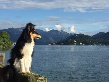 Hund see berge italien