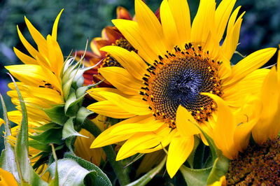 Close-up of sunflower
