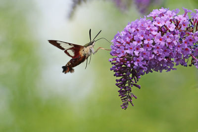 Close-up of butterfly pollinating on flower