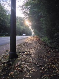 Road passing through forest