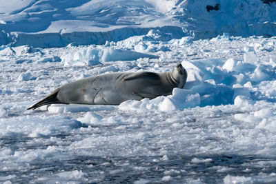 Horse swimming in sea during winter