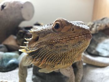 Close-up of lizard