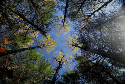 Low angle view of trees in forest