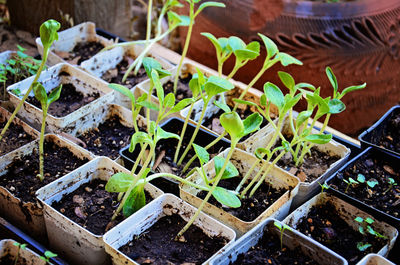 High angle view of potted plants