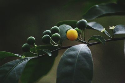 Close-up of fruits growing on tree