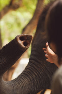 Cropped hand by elephant trunk