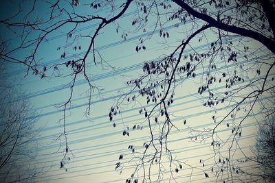Low angle view of bare trees against sky