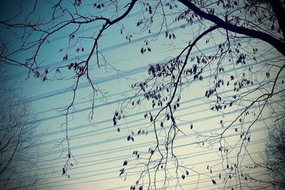 Low angle view of bare trees against sky