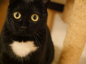 Close-up portrait of black cat at home