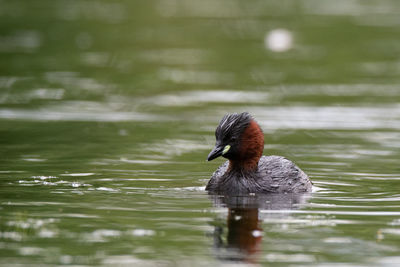 Bird swimming in lake