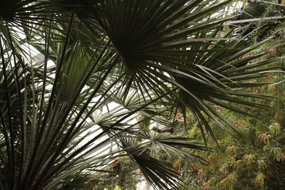 Low angle view of palm tree