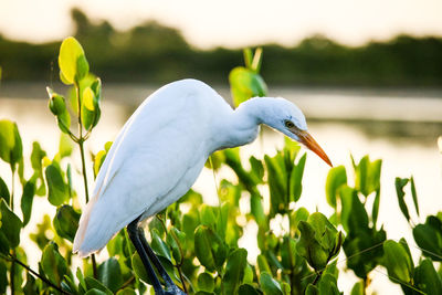 Close-up of bird perching on a plant