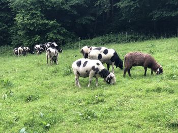 Sheep in a field