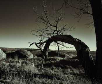 Bare trees on grassy field