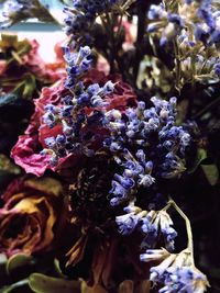 Close-up of purple flowering plant