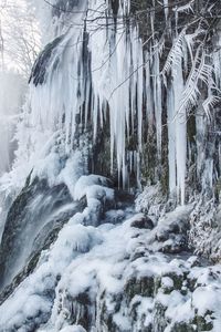 Snow covered trees