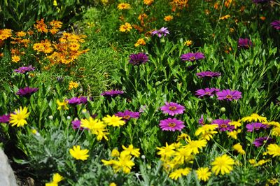 Full frame shot of colorful flowers blooming in garden