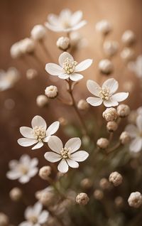 Close-up of white cherry blossom