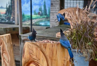 Birds perching on wood