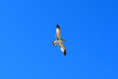 Low angle view of seagull flying against clear blue sky