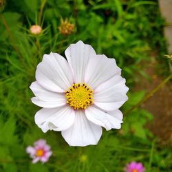 Close-up of white flower blooming outdoors