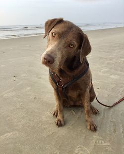 Dog looking away on beach