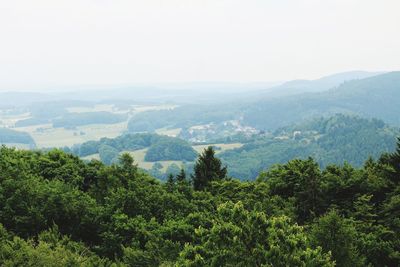 Scenic view of forest against clear sky