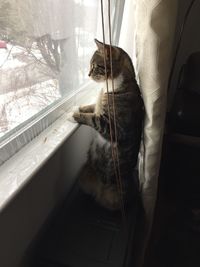 Cat looking through window