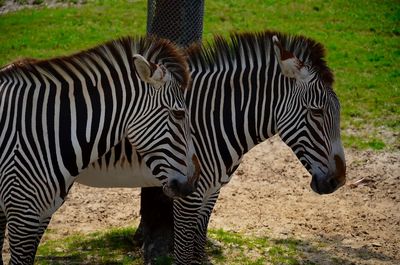 Zebra standing on field