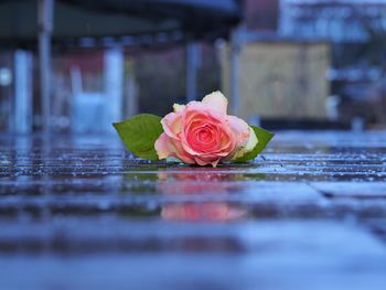 Close-up of rose bouquet