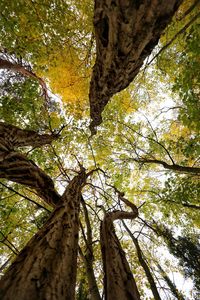 Low angle view of trees in forest