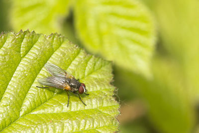 Close-up of fly on leaf