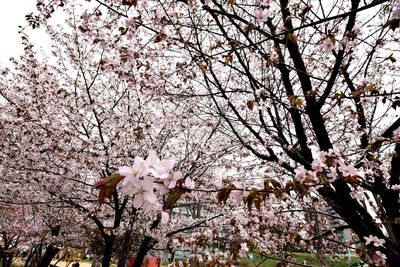 Low angle view of cherry blossoms in spring