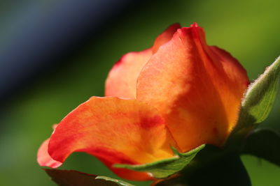 Close-up of red rose flower