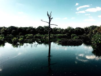 Reflection of trees in lake against sky