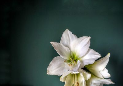 Close-up of white flowering plant
