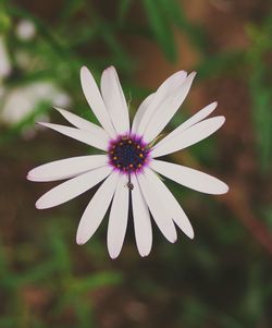 Close-up of osteospermum blooming outdoors