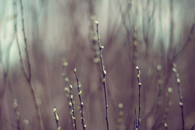 Close-up of water drops on plant