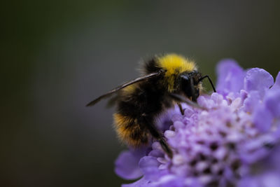 Close-up of bumblebee on flower