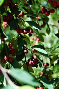 Close-up of berries growing on tree