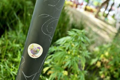 Close-up of hand holding plants