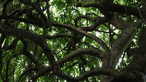 Low angle view of trees